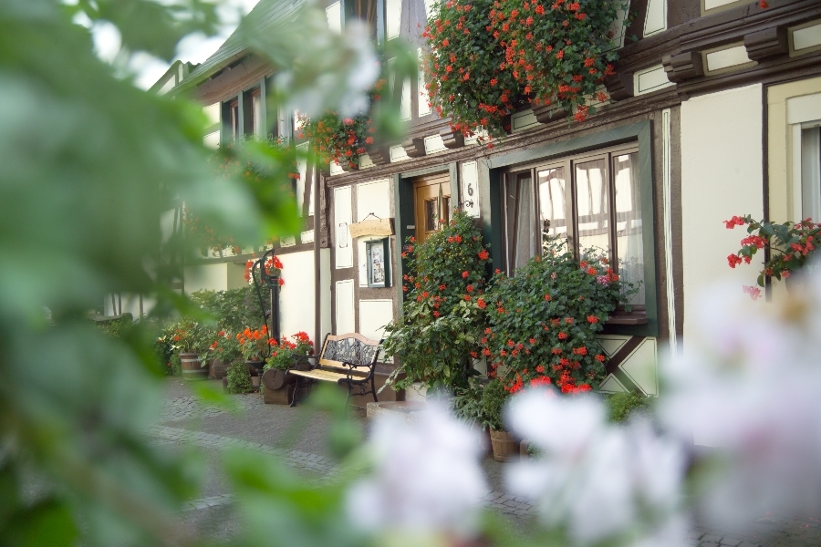 Blick in den Historischen Ortskern von Herrstein Blick durch Bäume auf ein Fachwerkhaus des Historischen Ortskerns von Herrstein mit vielen Blumenkästen mit roten Geranien