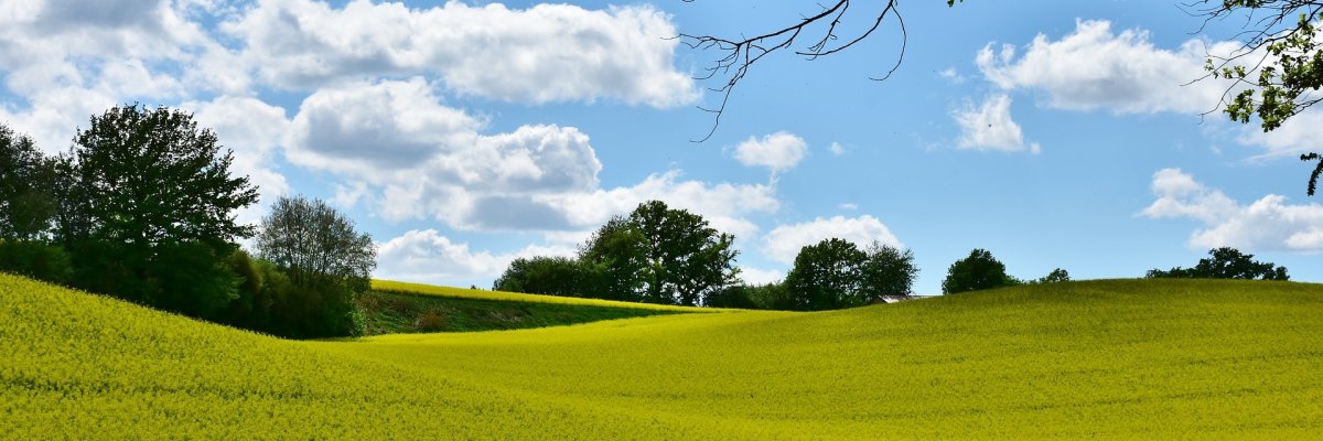 Rapsfeld Im Vordergrund ein gelbes Rapsfeld und im Hintergrund ein paar Bäume mit blauem Himmel