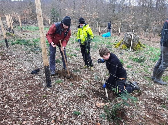 Foto 3 Kinder mit Erwachsenen bei der Pflanzung von Setzlingen im Wald