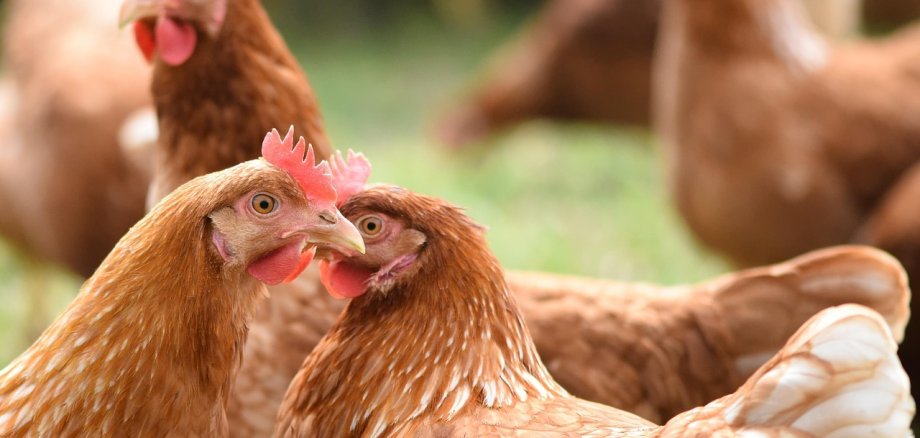 Hühner auf einer Wiese