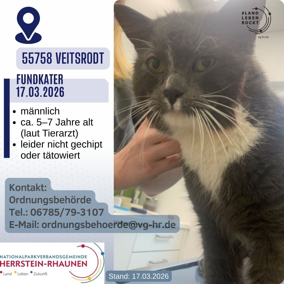 Eilmeldung Fundkater